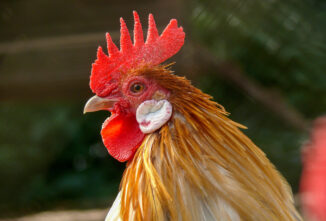 Reading Poultry Facial Tissue and Appendages